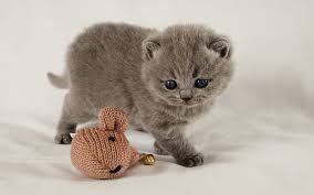 More cute pics of little kittens. Little Cute Kitten Hd Wallpapers Free Download Wallpaperbetter