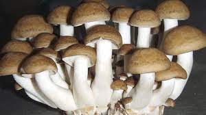 FreshCap Mushrooms gambar png