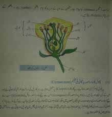 ual reion in plants urdu