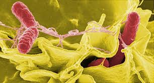 Salmonella bacteria typically live in animal and human intestines and are shed through feces. Salmonella Faq
