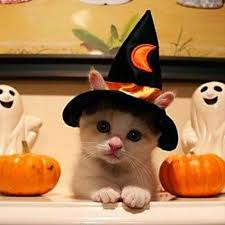 Image result for cute pets in halloween costumes