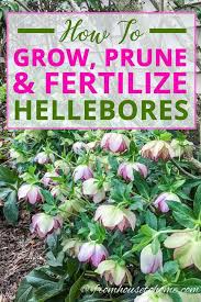 lenten rose care and planting guide