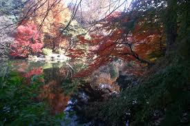 shinjuku gyoen autumn colours in