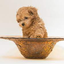 Our maltipoo puppies for sale in north carolina are bred for health & temperament. 1 Maltipoo Puppies For Sale In Texas Uptown Puppies