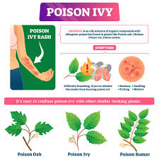 five myths about poison ivy