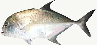 It has a white, flaky flesh, with silver scales, firm. Fish Names In Malayalam And English à´®à´²à´¯ à´³à´¤ à´¤ à´² à´‡ à´— à´² à´· à´²