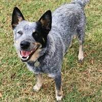 Espresso is a sweet little male puppy out of a litter of 4 puppies. Australian Cattle Dog Rescue Adoptions