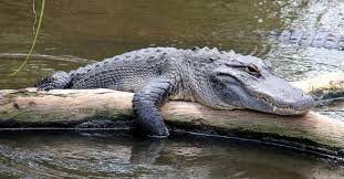 Do Alligators Live in Saltwater or Freshwater? - AZ Animals