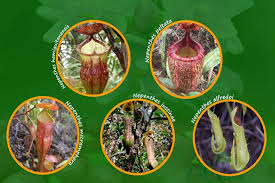 Nepenthes truncata highland/intermediate/lowland pitcher plant species: Some Of The World S Largest Carnivorous Plants Are Found In The Philippines And On One Mountain