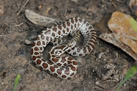 Snakes Of Louisiana Louisiana Department Of Wildlife And