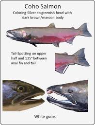Chinook Coho Steelhead How To Identify Them Idaho Fish