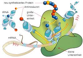 Der aufbau dieser proteine findet jedoch außerhalb des zellkerns statt, nämlich an den sogenannten ribosomen. Translation Biologie Wikipedia