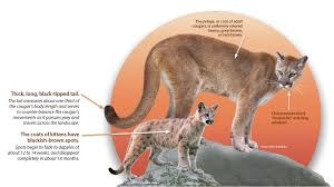 Cougar Identification Western Wildlife Outreach