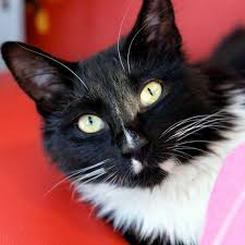 Cats for free near me #catsvideosforcats. Available Animals For Adoption Kitten Rescue