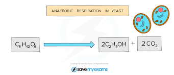 Anaerobic Respiration Word Equation 2