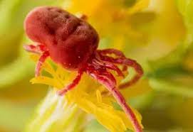 Maybe you would like to learn more about one of these? How To Get Rid Of Spider Mites During Flowering Plant Guide