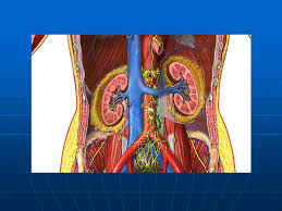 Organ tersebut dimulai dari organ paling luar sampai ke organ inti. Anatomi Fisiologi Sistem Perkemihan Ppt Download
