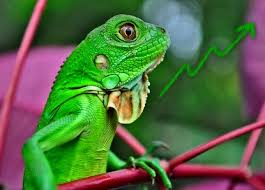 How To Make Your Iguana Grow Faster Care Guides For Pet