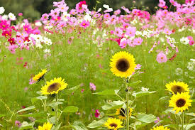 Favorite Easy To Grow Wildflower Combos