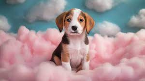 pink puppy background images hd