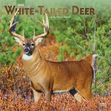 White Tailed Deer 12 Month Activity Information Chart