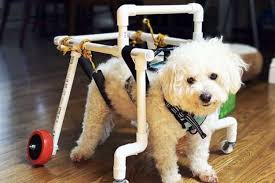 pet sitter builds free wheelchair for