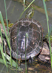 Painted Turtle Wikipedia