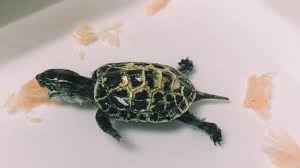 A List Of Small Pet Turtles That Stay