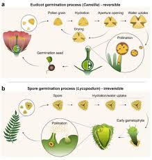 sporopollenin based pollen grains