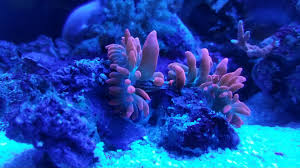anemone splitting soft c forum