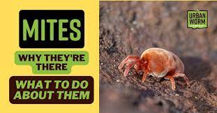 mites in your worm bin why they re