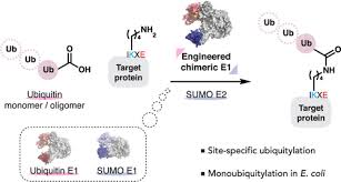 Sumo Conjugating Enzyme Ubc9