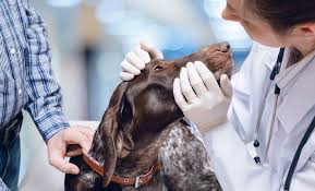It is suspected that if the ige is significantly elevated in relation to a suspected allergic substance, the cat is allergic to that substance. Dog Allergy Testing Blood Vs Skin What Are The Pros And Cons