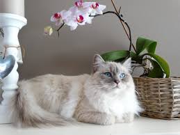 House Plants Safe For Cats