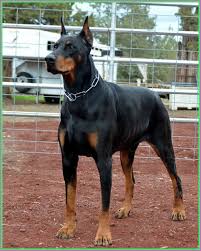 Doberman pinscher is mainly considered to be a guardian dog. Warlock Doberman Puppies For Sale