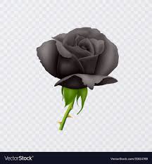 beautiful black rose on short stem