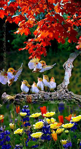 birds flowers nature lovely birds and
