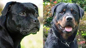 Stafford enthusiasts claim they are among the most trustworthy. Staffordshire Bull Terrier Rottweiler Mix Info Pictures Facts Doggie Designer