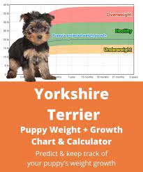 yorkshire terrier weight growth chart