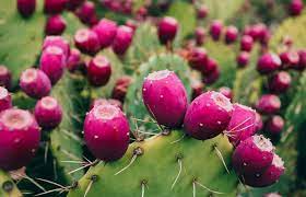 10 amazing health benefits of cactus juice