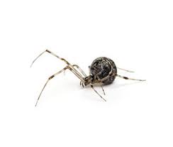Common Australian Spiders Rentokil Pest Control