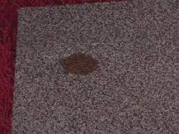 how to remove blood from carpet you