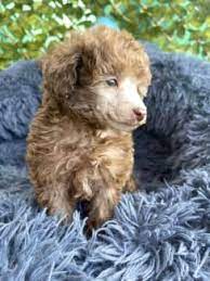 toy poodle in wollongong region nsw