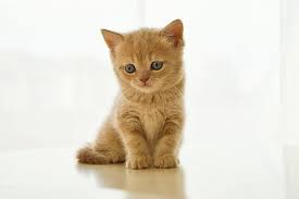 Louisville kentucky pets and animals view pictures. Royalty Free Photo Orange Persian Kitten Pickpik