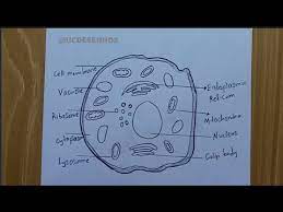 draw a diagram of an cell