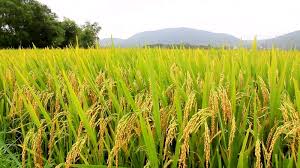 Resultado de imagem para plantação de arroz