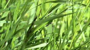 How to identify Wood Melick (Melica uniflora) - YouTube