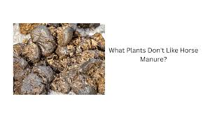 what plants don t like horse manure