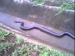 Resultado de imagem para cobra anaconda gigante