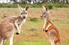 kangaroo description habitat image